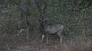 Khajuraho Nat. Park 13.12.2013 3