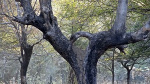 Khajuraho Nat. Park 13.12.2013 8