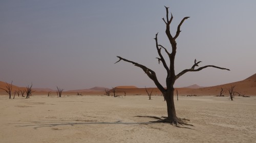 Dead Vlei