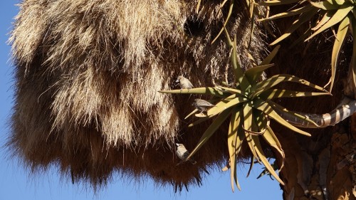 Quivertree Forest