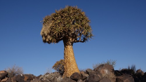 Quivertree Forest