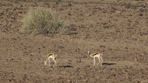 Fish River Canyon