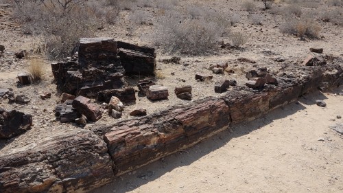 Petrified Forest 