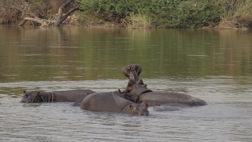 Okawango River