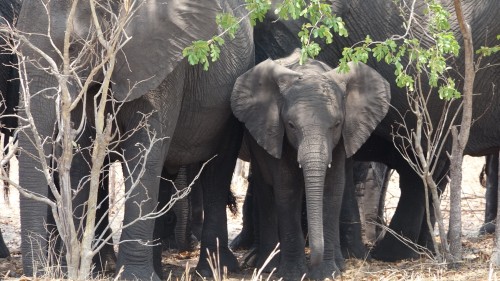 Chobe Nat. Park