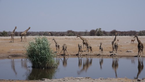 Etosha National Park