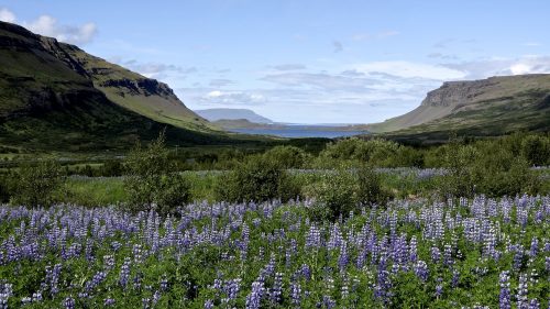 Hvalfjörður