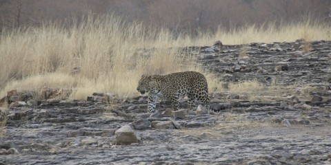 Ranthambhore National Park