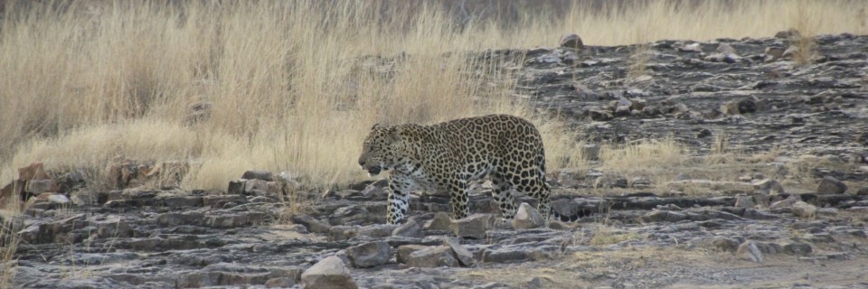 Ranthambhore National Park