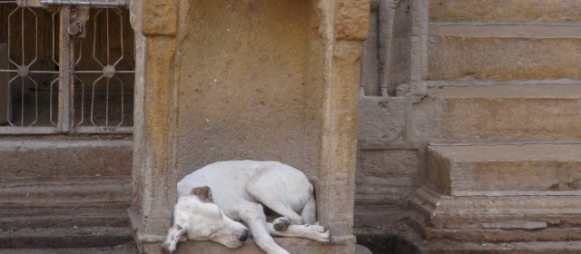 Jaisalmer 29.11.13 |Fotogalerie