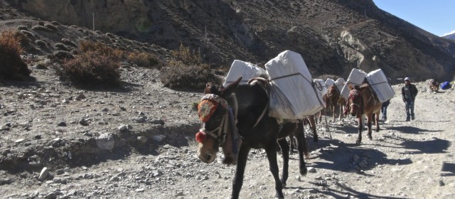 Jomsom, Pokhara 20.11.13 |Fotogalerie