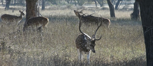 Ranthambhore N.P. 8.12.13| Fotogalerie