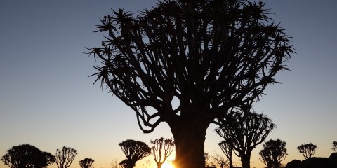 Quiver Tree Forest