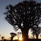 Quiver Tree Forest