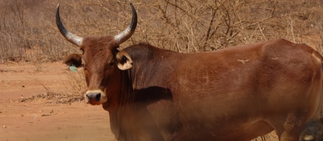 Epupa Falls – Opuwo – Etosha Nat.P. | Reisebericht 28.9. – 30.9.15