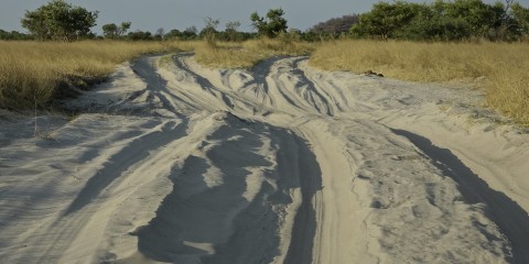 Savuti | Chobe  National Park