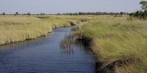 Okawango Delta