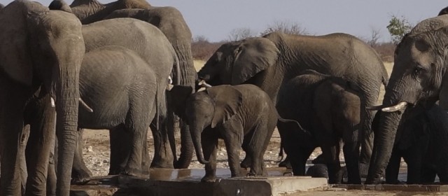 Etosha National Park | Reisebericht 1.10. – 3.10.15