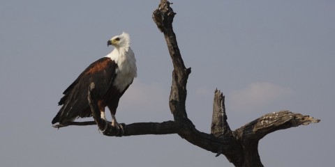 Etosha-Nationalpark