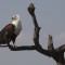 Etosha-Nationalpark