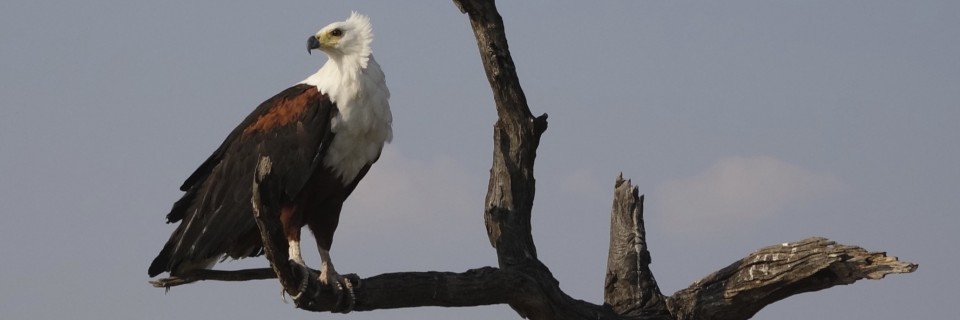 Etosha-Nationalpark