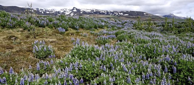 Skaftafell  Fotogalerie 29.5 & 30.5.16