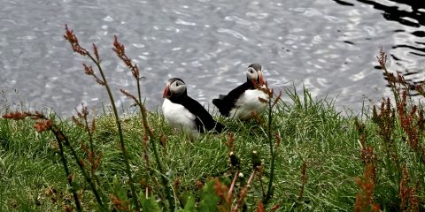 Bakkafjördur