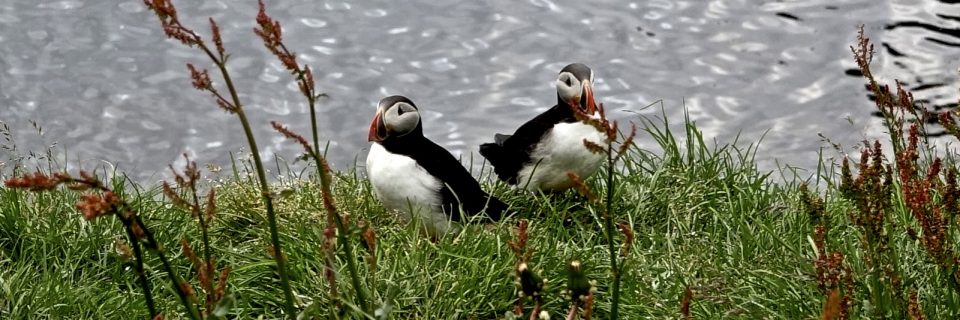 Bakkafjördur