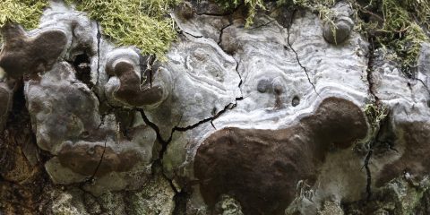 Białowieża-Nationalpark