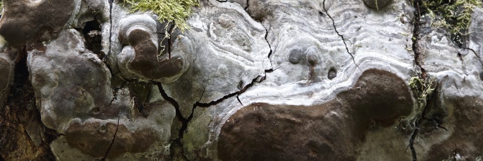 Białowieża-Nationalpark