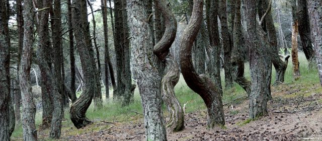 Kurische Nehrung | Reisebericht